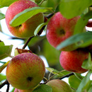Roveg apples