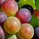 Roveg grapes